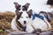 Beautiful alaska husky dogs resting during a sled dog race.