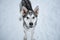 A beautiful Alaskan husky is resting alone in the kennel of northern sled dogs. The mutt looks like a Siberian husky standing in