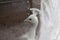 Beautiful albino male peacock fanning his tail 2