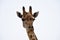 A beautiful alert giraffe