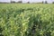 Beautiful alfalfa field