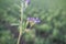 Beautiful alfalfa field. Flower detail
