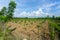 Beautiful alined dragon fruit land in on the blue sky background