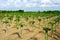 Beautiful alined dragon fruit land in on the blue sky background