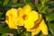 Beautiful Allamanda yellow flower in sunshine