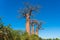 Beautiful Alley of baobabs. legendary Avenue of Baobab trees in Morondava. Iconic giant endemic of Madagascar.