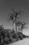 Beautiful Alley of baobabs. legendary Avenue of Baobab trees in Morondava. Iconic giant endemic of Madagascar.monochrome