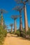 Beautiful Alley of baobabs. legendary Avenue of Baobab trees in Morondava. Madagascar.