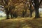 Beautiful alley colorful trees autumn natural background,  Germany