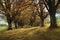 Beautiful alley colorful trees autumn natural background,  Germany