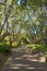 Beautiful alley in Kirstenbosch botanical gardens