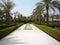Beautiful alley with palm trees standing in rows, long water line with small stone fountain