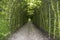 Beautiful Alley In Park. Walkway Lane Path Through Pergola With Green Leaves