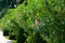 Beautiful alley of pink oleanders flowers Nerium Oleander and trimmed yews on promenade in Aivazovsky landscape park