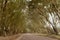 beautiful alley with sloping trees lines the road. Australia