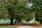 Beautiful alley of trees and the road on which a couple with a dog goes.