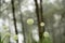 Beautiful Allium tuberosum flowers and dew drops.