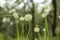 Beautiful Allium tuberosum flowers and dew drops.