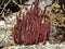 Beautiful Alloclavaria purpura, photographed in a farmyard.