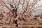 Beautiful almond blossom i