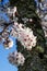 Beautiful almond blossoms on the bark of the tree on a sunny day. . Prunus dulcis. Arabian Almond Tree.