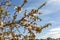 Beautiful almond branches in full bloom under the blue sky and the radiant rays of the sun in early spring