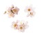 Beautiful almond flowers isolated on white background. Spring pink blossom in different forms, petals, buds. Tender flowers isolat