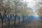 Beautiful almond garden, rows of blooming almond trees orchard in a kibbutz in Northern Israel, Galilee in february, Tu Bishvat