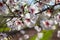 Beautiful almond tree flowers in the spring