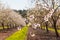 Beautiful almond tree flowers in the spring