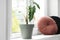 Beautiful alocasia and pillows on window sill indoors. Plants for