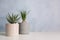 Beautiful Aloe and Nolina in pots on white table, space for text. Different house plants