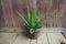 beautiful aloe plant with an old wooden background