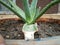 The beautiful aloe vera