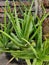 Beautiful Aloe vera in front of house