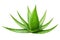 Beautiful aloe vera leaves isolated on white background. Close-up view. Part of plant. Cut out graphic design element