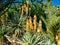 Beautiful aloe vera plant blooming