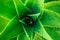Beautiful aloe vera rosette macro top view of vibrant emerald green color growing in garden. Botanical floral backdrop background