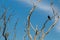 Beautiful Alone black jungle crow bird perched on a dry leafless twig isolated on blue sky background.