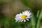 Beautiful alone field daisy flower.