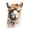 Beautiful alpaca portrait front view. Watercolour illustration isolated on white background