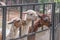 Beautiful alpaca in the zoo of thailand