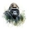Beautiful alpha male mountain gorilla, isolated on white background. Digital watercolour illustration