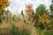 Beautiful alpine hill with trees, shrubs and ornamental grasses in the autumn park.