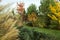 Beautiful alpine hill with trees, shrubs and ornamental grasses in the autumn park.