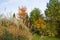 Beautiful alpine hill with trees, shrubs and ornamental grasses in the autumn park.