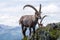 Beautiful Alpine ibex (Capra ibex) goat resting on a mountain during sunrise