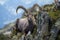 Beautiful Alpine ibex (Capra ibex) goat resting on a mountain during sunrise