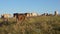 Beautiful alpine meadow with cows. cattle in a pasture on a blue sky. Cows graze on pasture. Dairy business concept