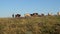 Beautiful alpine meadow with cows. cattle in a pasture on a blue sky. Cows graze on pasture. Dairy business concept